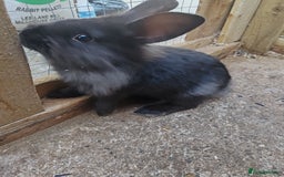 Mixed Breed rabbits for sale: Rabbit babies - Image 5