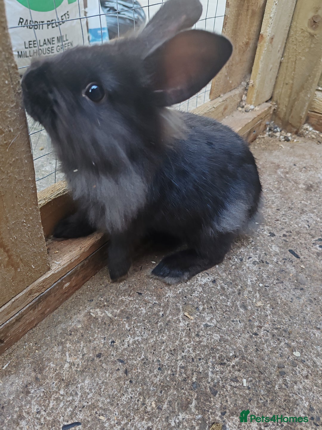 Mixed Breed rabbits for sale: Rabbit babies - Image 5