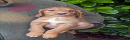 Cocker Spaniel dogs for sale: Beautiful Cocker Spaniel Pups in Iver - Advert 11