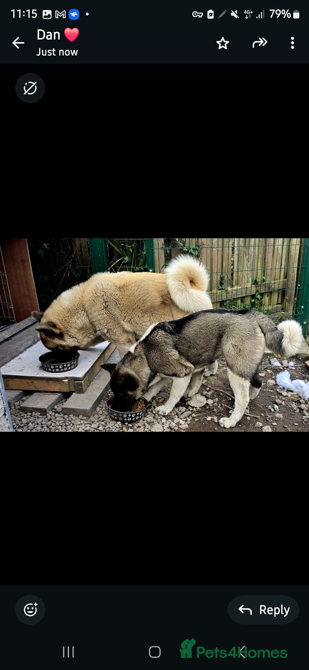 Akita dogs for sale: Gorgeous American Akita Pups for Sale - Advert 24