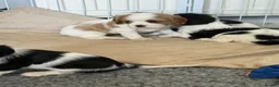 Cavalier King Charles Spaniel dogs for sale: DNA Tested Cavalier King Charles Spaniels Puppies - Advert 11