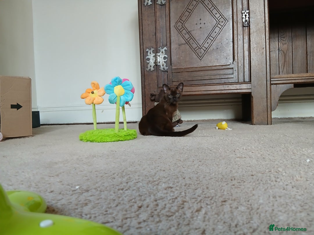 Burmese cats for sale: Handsome Brown Burmese Boy. GCCF Reg - Advert 3