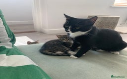 Mixed Breed cats for sale: Gorgeous 8 week old female tabby kittens - Image 6
