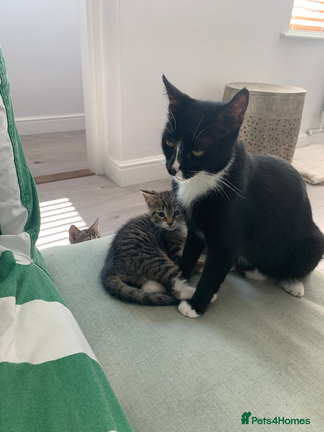 Mixed Breed cats for sale: Gorgeous 8 week old female tabby kittens - Image 6