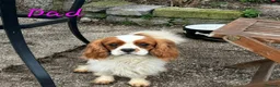 Cavapoo dogs for sale: 💗⭐Gorgeous Cavapoo Girls ⭐💗 - Advert 21