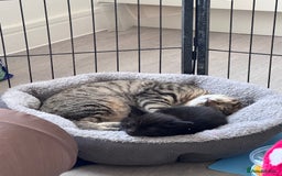 Mixed Breed cats for sale: 5 super cute kittens  - Image 7
