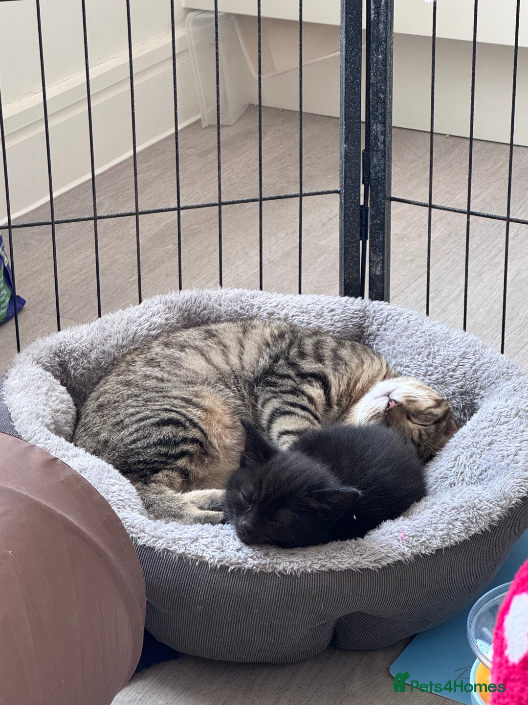 Mixed Breed cats for sale: 5 super cute kittens  - Image 7
