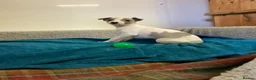 Whippet dogs for sale: Whippet  - Advert 19