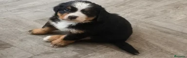 Bernese Mountain Dog 4