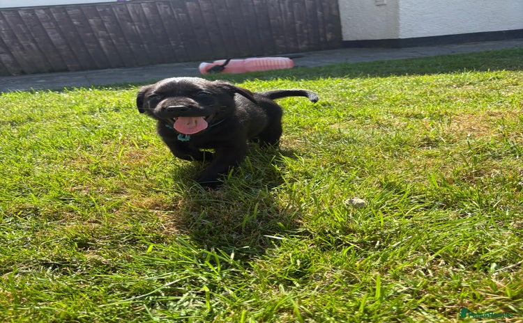Labrador Retriever dogs - Advert 11