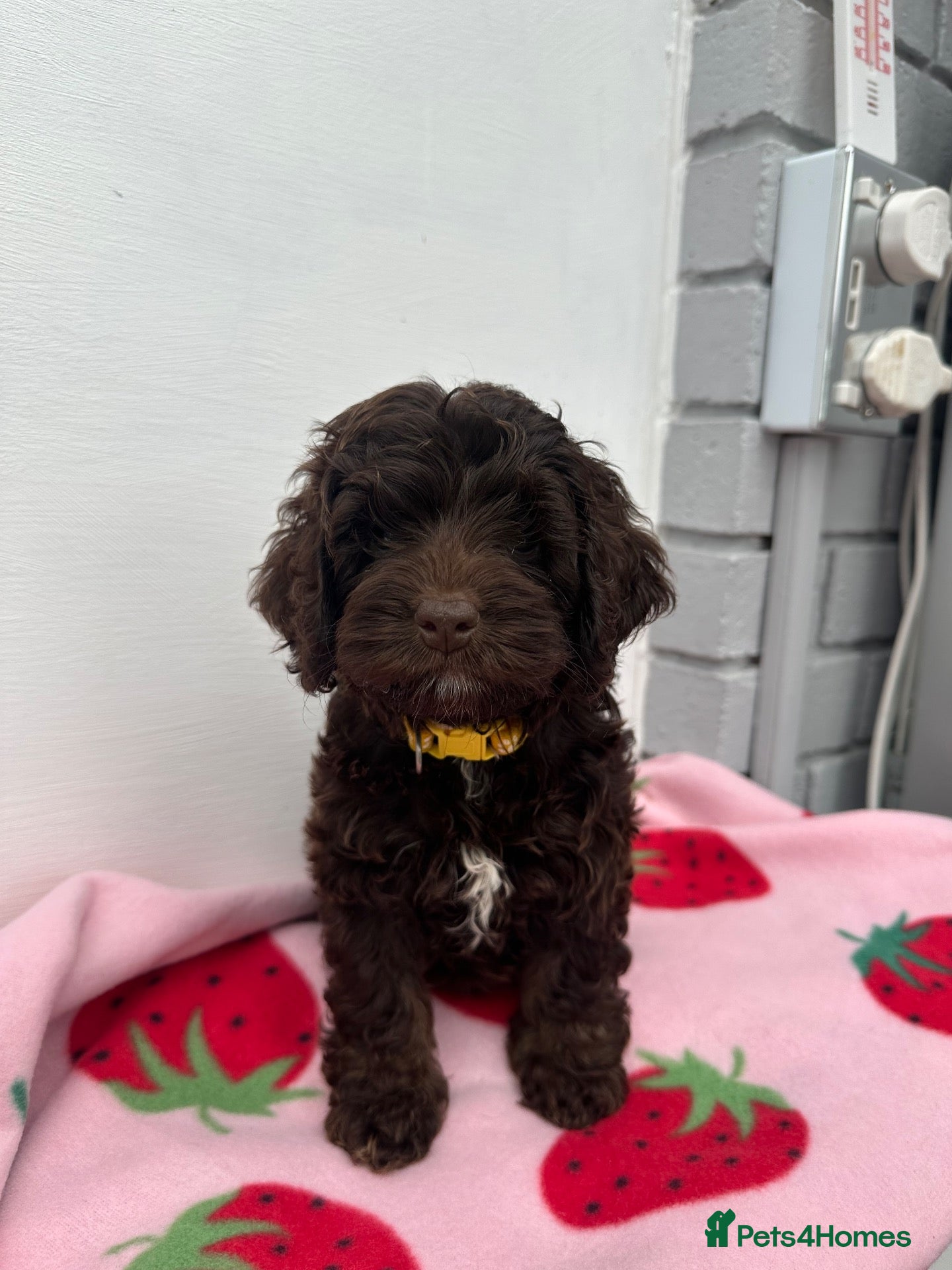 Cockapoo dogs Cockapoo puppies ready now!!  - Advert 1