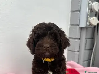 Cockapoo dogs Cockapoo puppies ready now!! - Advert 1