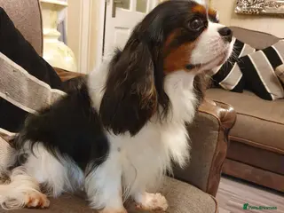 Cavalier King Charles Spaniel dogs Tri Cavalier king Charles for STUD DNA TESTED in Salford - Advert 2