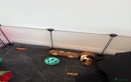 Guinea Pig rodents for sale: 2 male guinea pigs  - Image 4