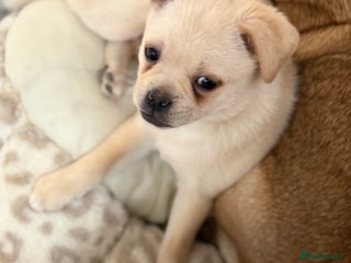Pug dogs Adorable Pug x Pomeranian Puppy, Ready Today 🏡 - Advert 13