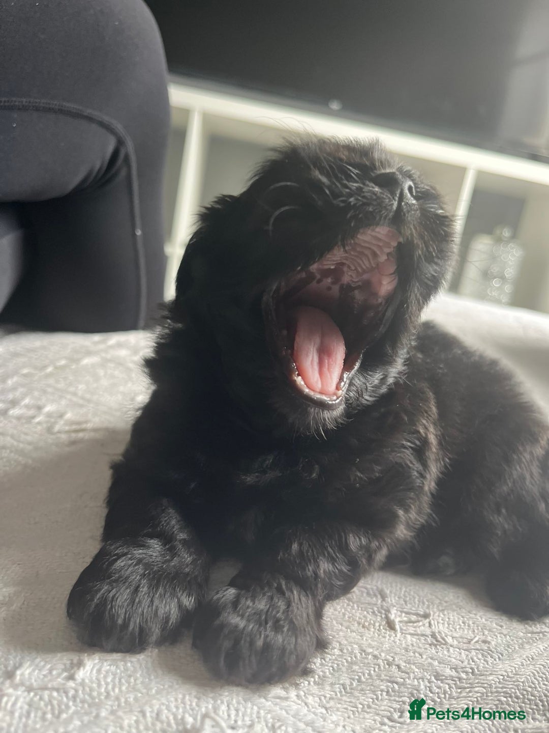Shih Tzu dogs for sale: Bear 🐻  - Image 5