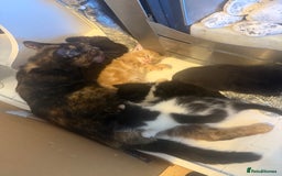 British Shorthair cats for sale: Kittens for sale - Image 11