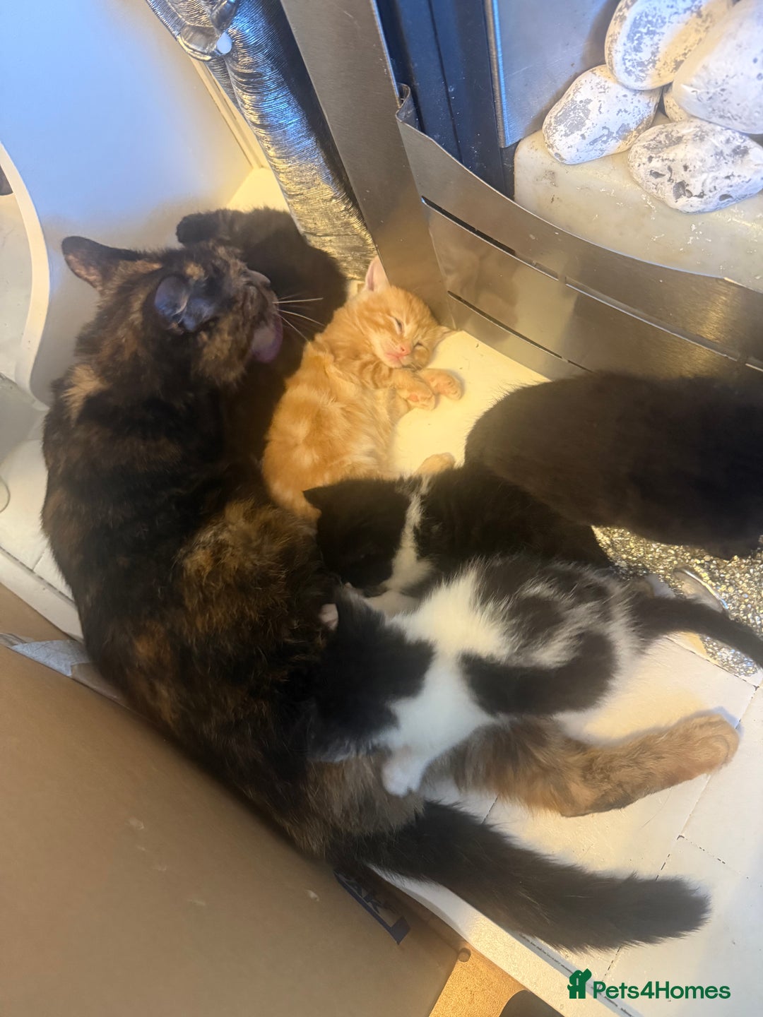 British Shorthair cats for sale: Kittens for sale - Image 11