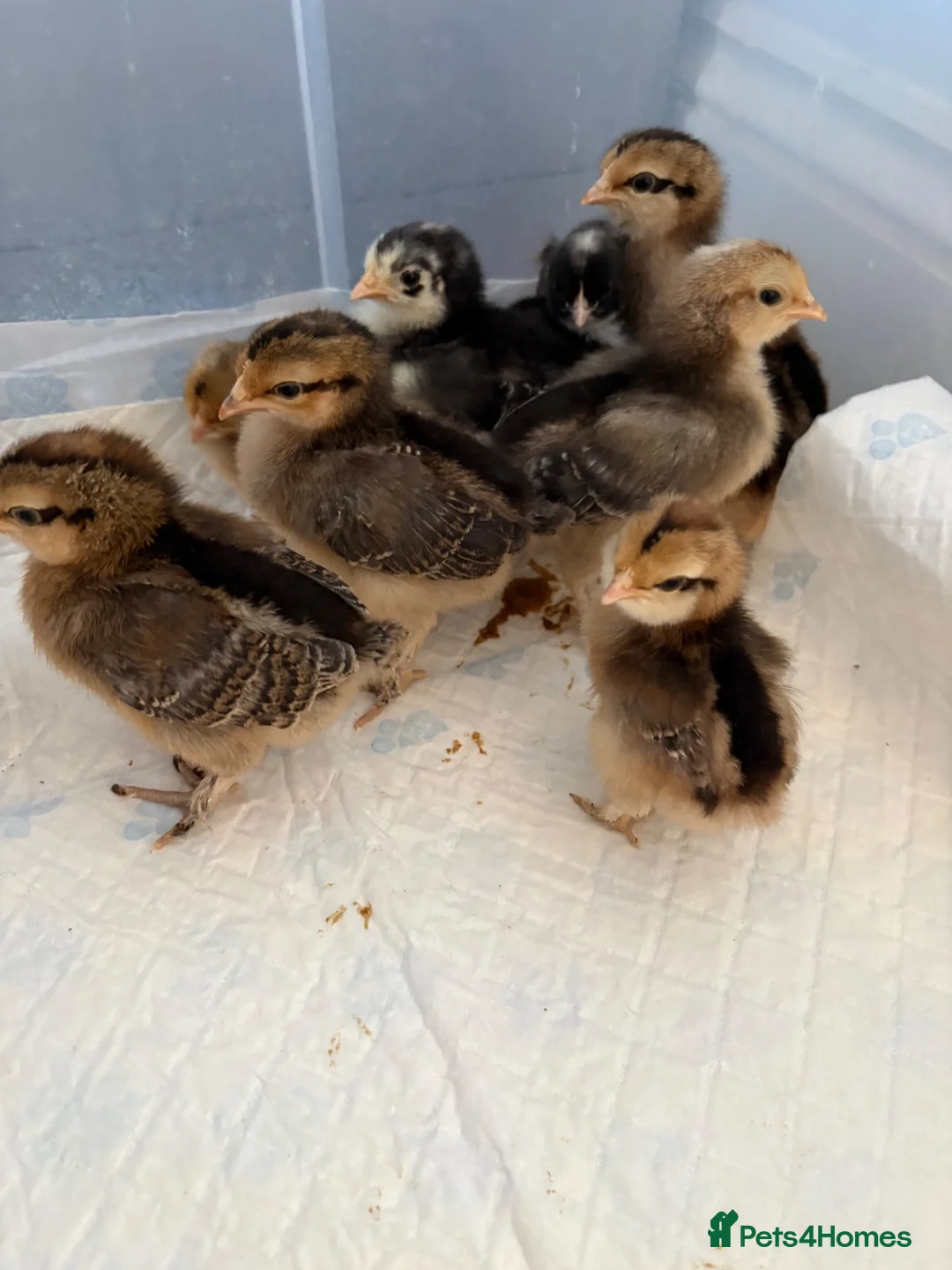 Chickens poultry for sale: Mixed breed chicks for sale  - Advert 5