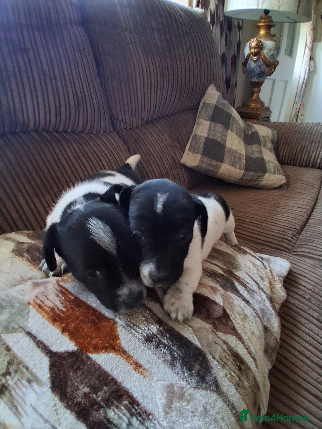 Jack Russell dogs for sale: Jack Russell puppies - Advert 5