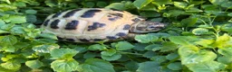 Tortoise reptiles for sale: Baby horsfield tortoises. Setups also available  - Advert 3