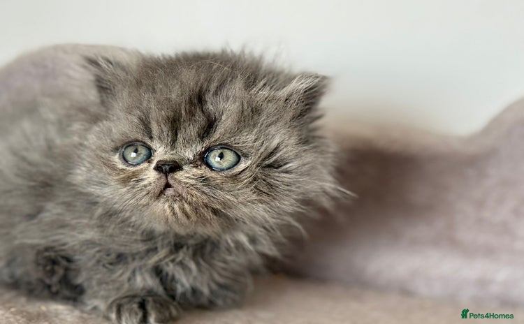 Persian cats - Advert 13
