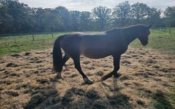 Welsh Section D horses for sale: Part welsh d - Image 2