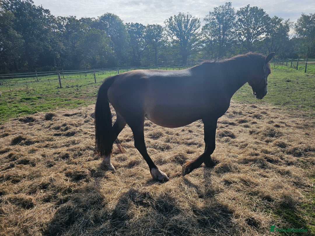 Welsh Section D horses for sale: Part welsh d - Image 2