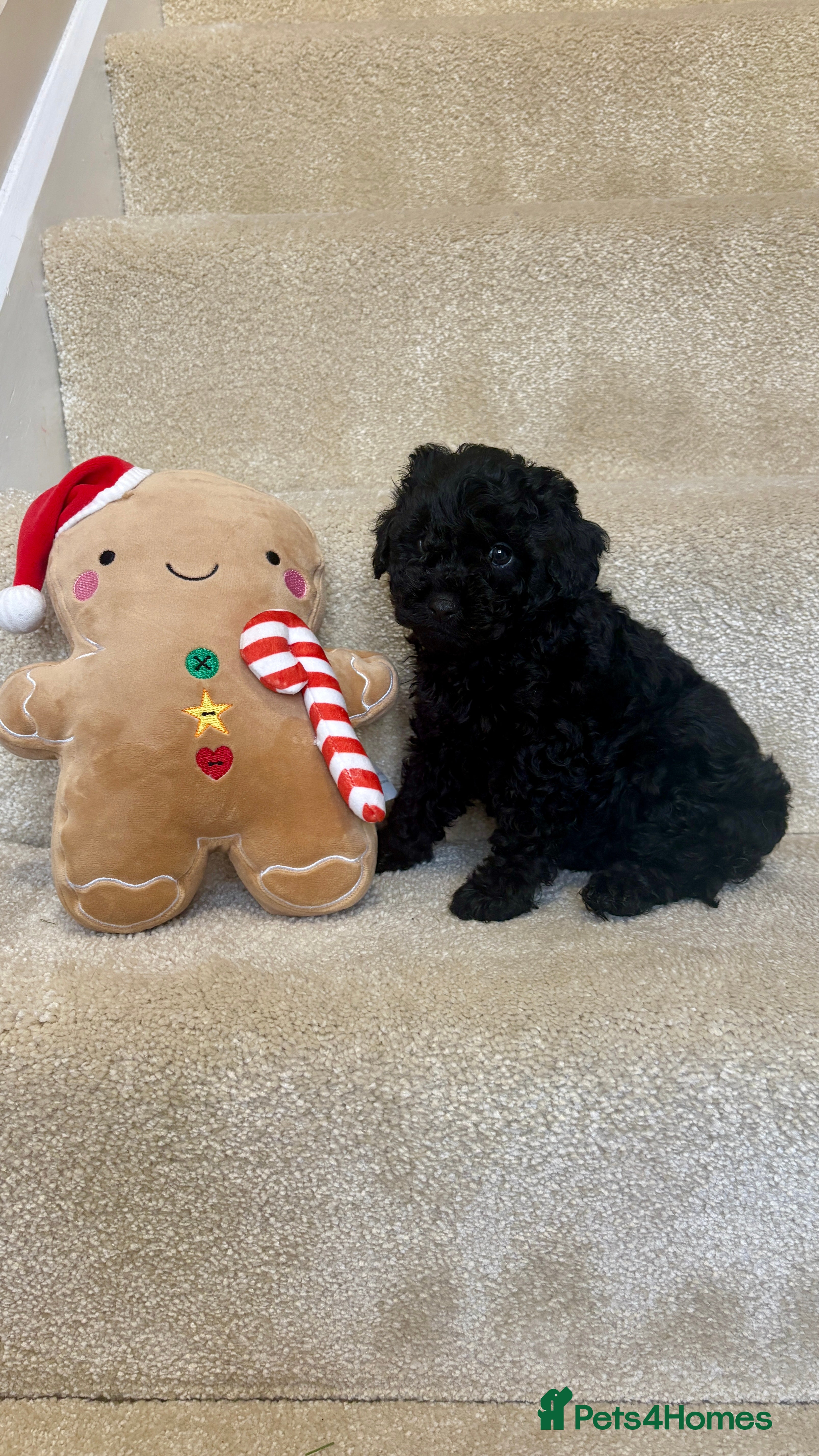 Lhasapoo dogs ***2 stunning lhasapoos ready now *** - Advert 1