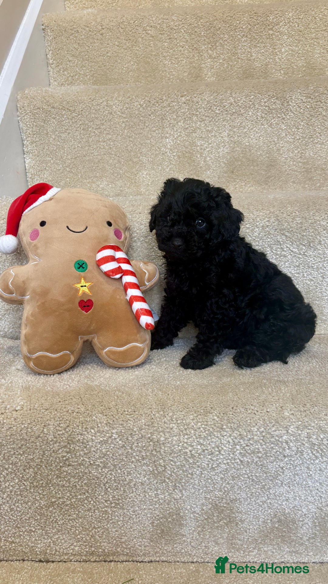 Lhasapoo dogs for sale: ***2 stunning lhasapoos ready this week*** - Advert 4