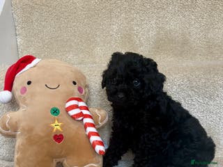 Lhasapoo dogs ***2 stunning lhasapoos ready now *** - Advert 4