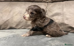 Cockapoo dogs for sale: 🐶F1 Cockerpoo Pups – Merle, Chocolate, Apricot 🐶 - Image 28