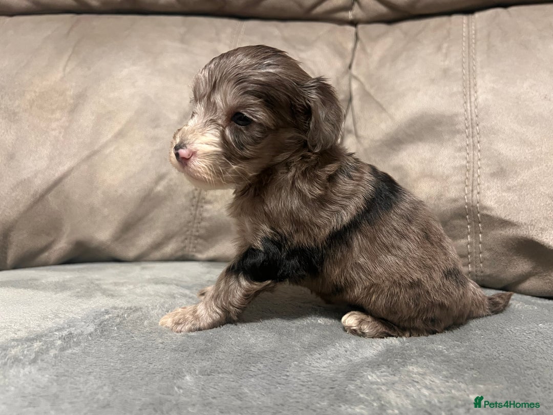 Cockapoo dogs for sale: 🐶F1 Cockerpoo Pups – Merle, Chocolate, Apricot 🐶 - Image 28