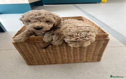 Poochon dogs for sale: 🐾 Poochon puppies 💕🐾🐾 - Image 4