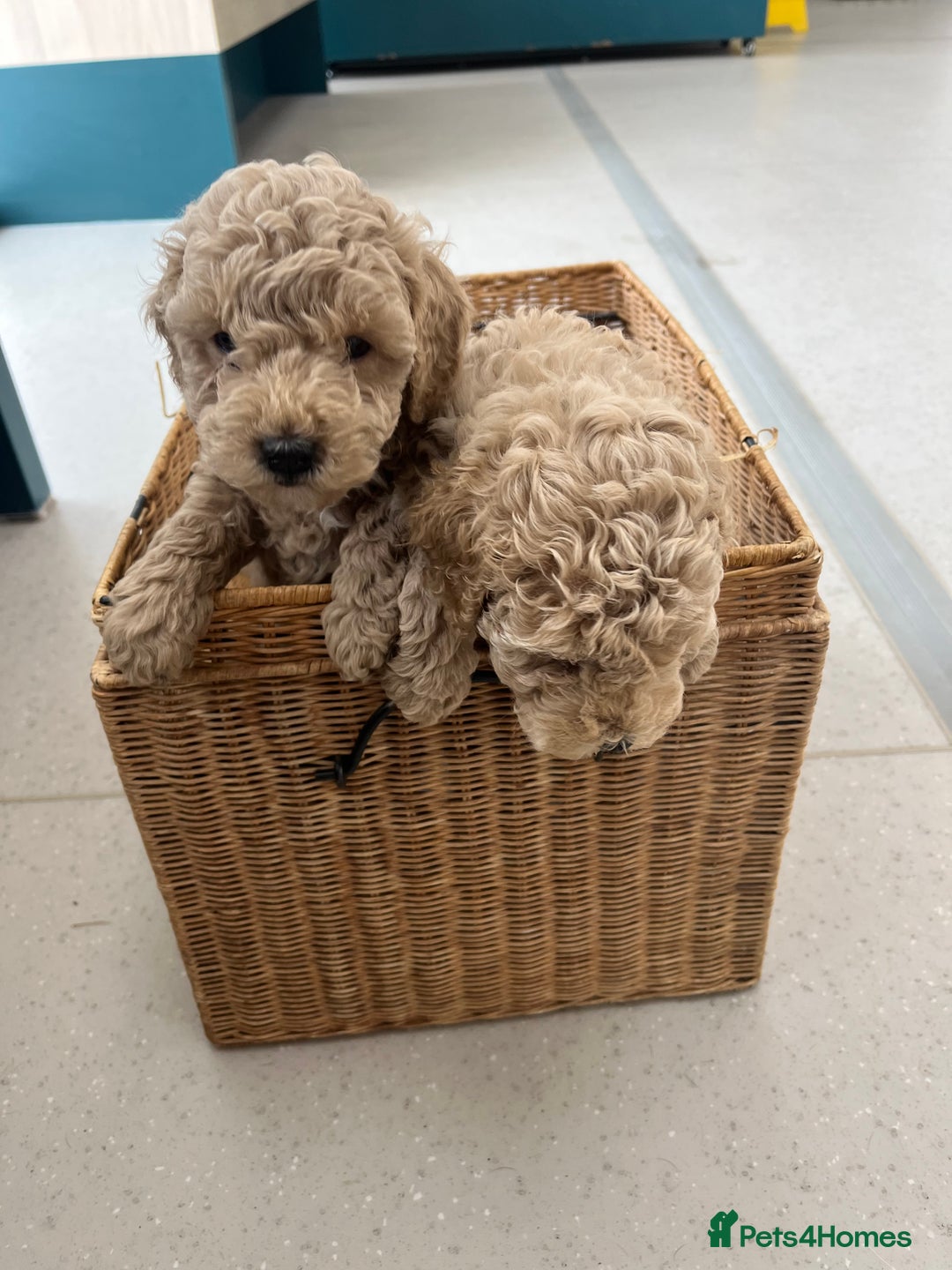 Poochon dogs for sale: 🐾 Poochon puppies 💕🐾🐾 - Image 4