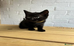 British Longhair cats for sale: Ready to home🤍 3 Black Tabby & 2 Multicoloured - Image 20