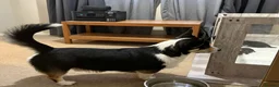 Welsh Corgi Pembroke dogs for sale: Welsh corgi (Pembroke) puppies - Advert 7