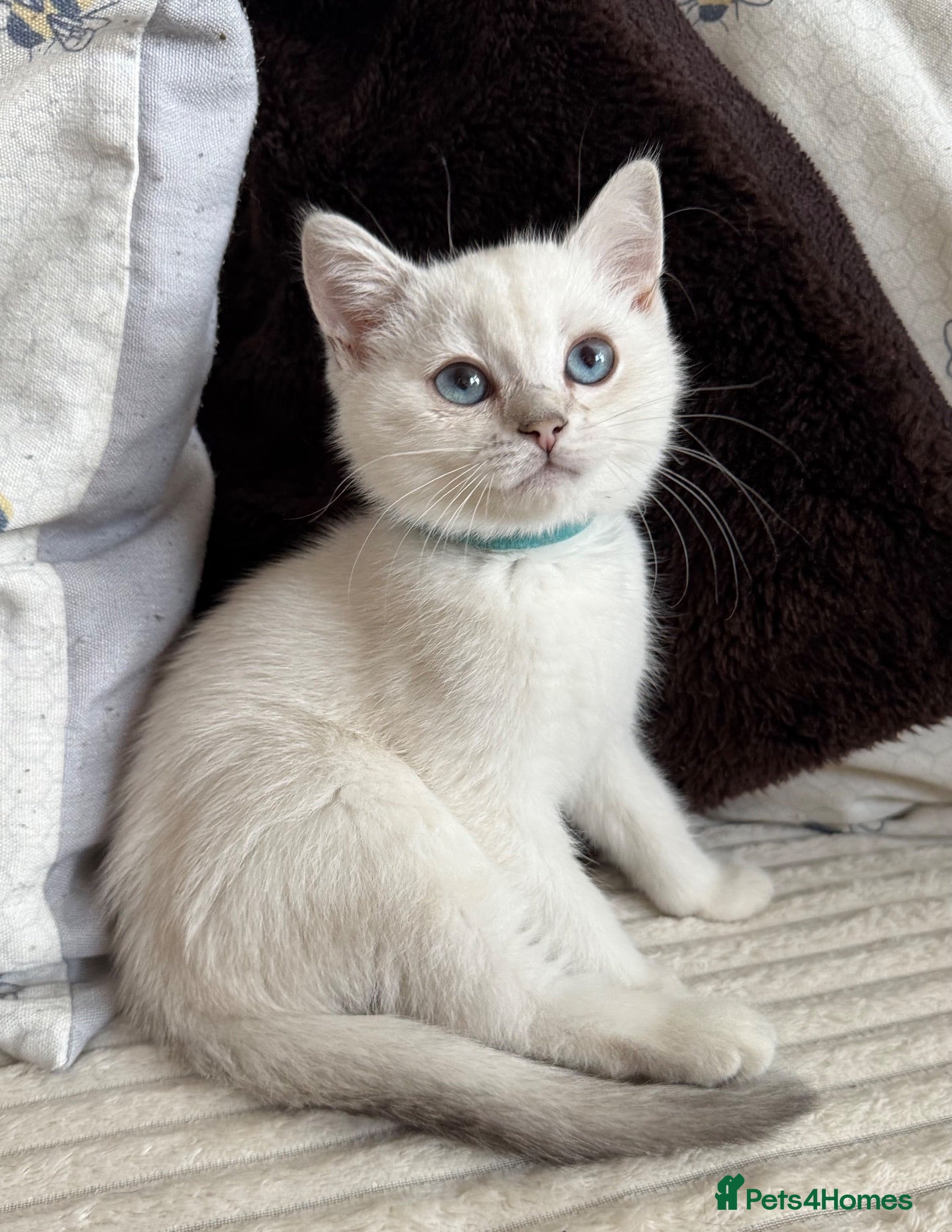 British Shorthair cats Beautiful BSH Blue Golden TICA kittens - Advert 13
