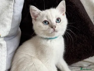 British Shorthair cats Beautiful BSH Blue Golden TICA kittens - Advert 13
