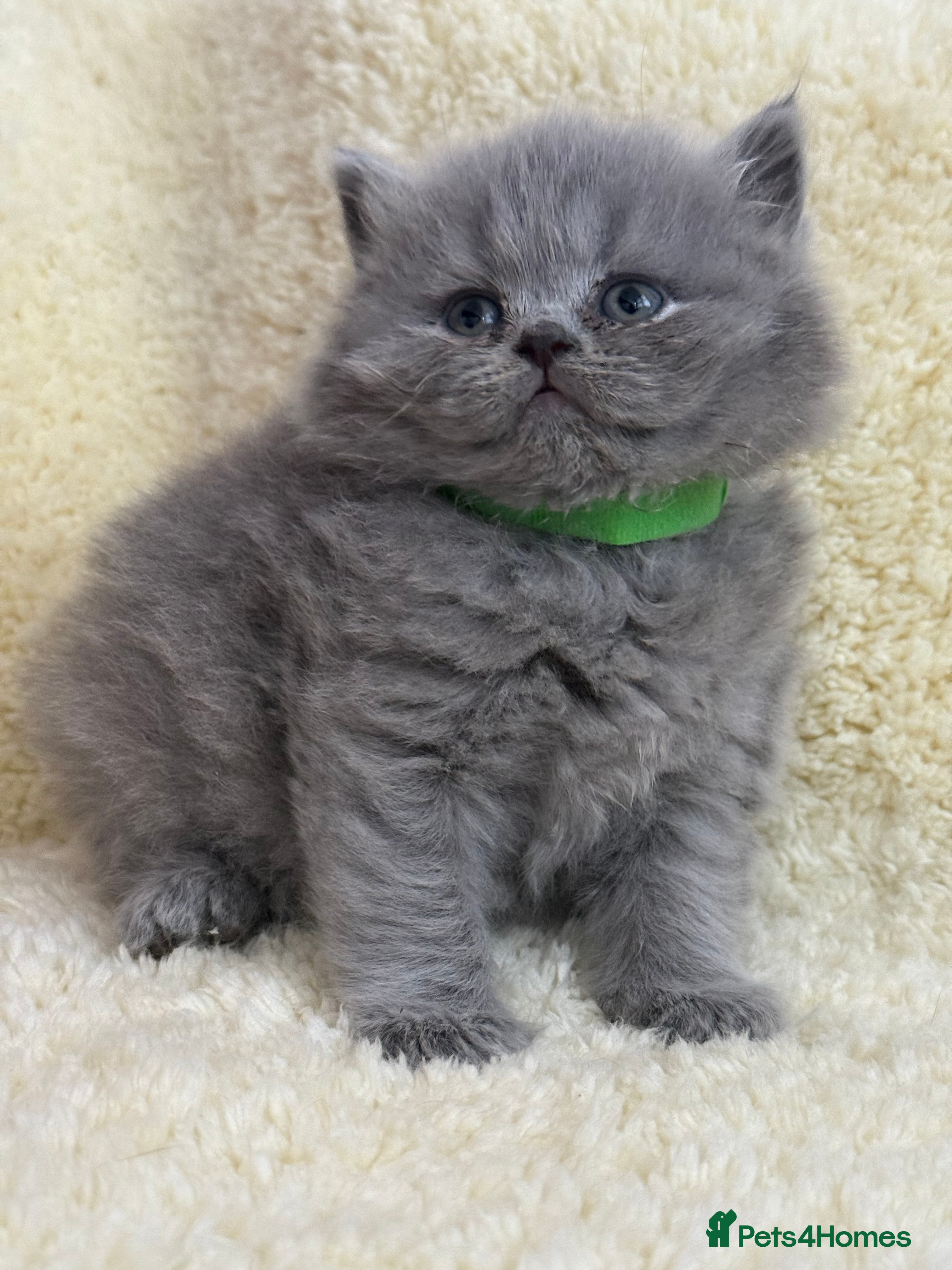 British Shorthair cats British shorthair kittens 💕💙💕 - Advert 2