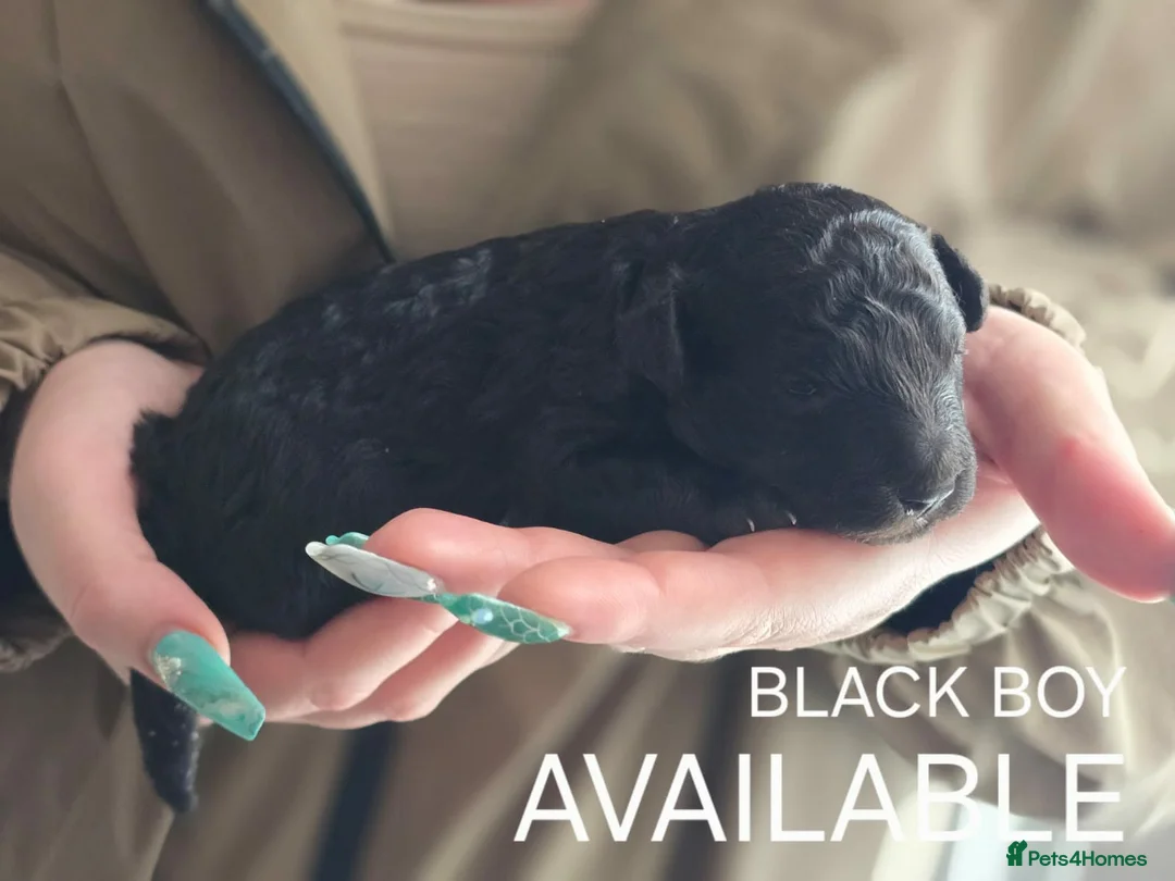 Toy Poodle dogs for sale: 2 Beautiful Toy Poodle pups in Middlesbrough - Advert 5