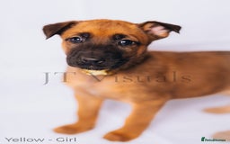 Belgian Shepherd Dog dogs for sale: Belgian malinois puppies - Image 10