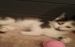 Mixed Breed cats for sale: Beautiful black and white kittens  - Image 1
