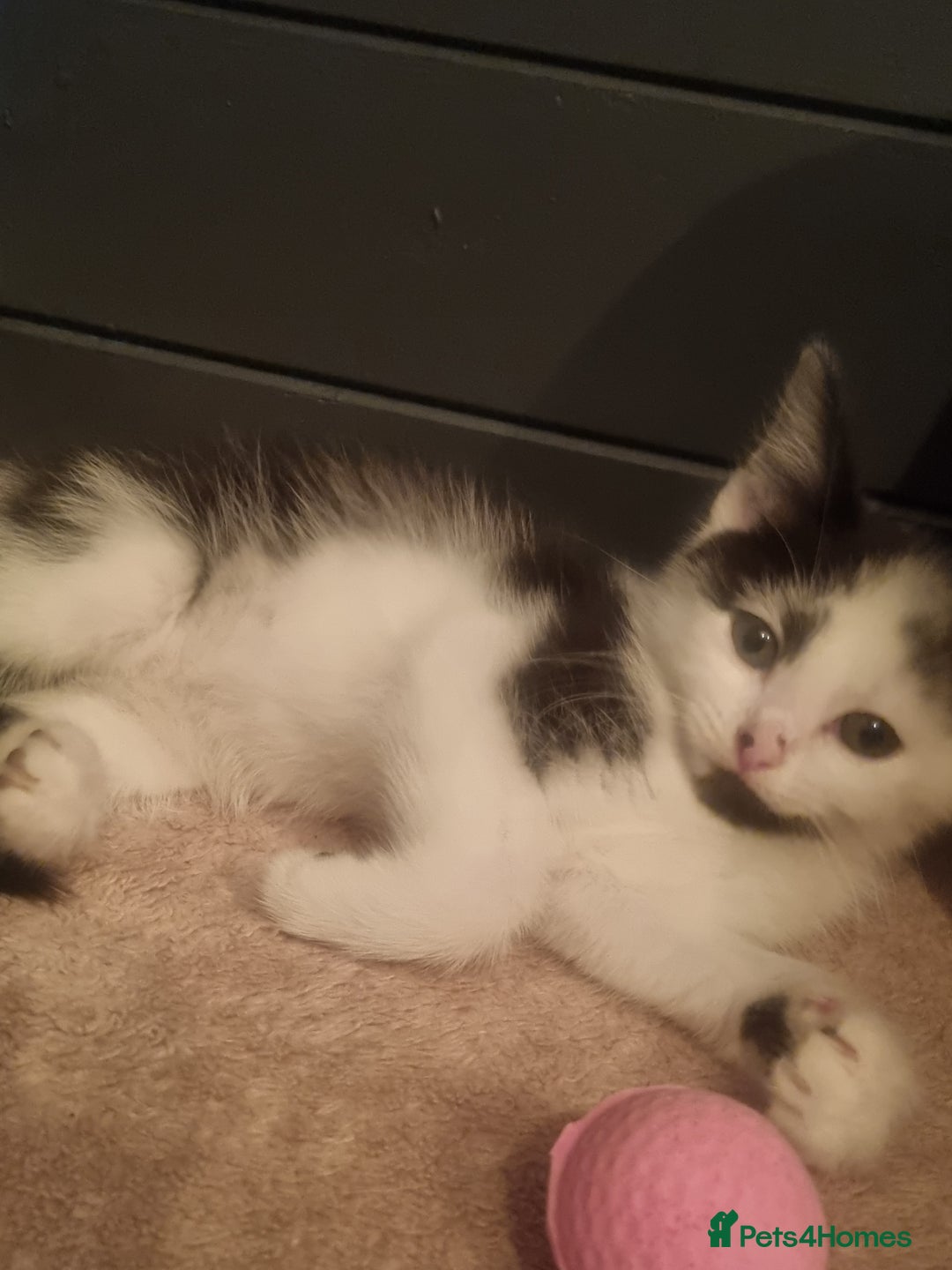Mixed Breed cats for sale: Beautiful black and white kittens  - Image 1