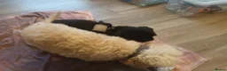 Shih Tzu dogs for stud:  imperial stud proven  - Advert 2