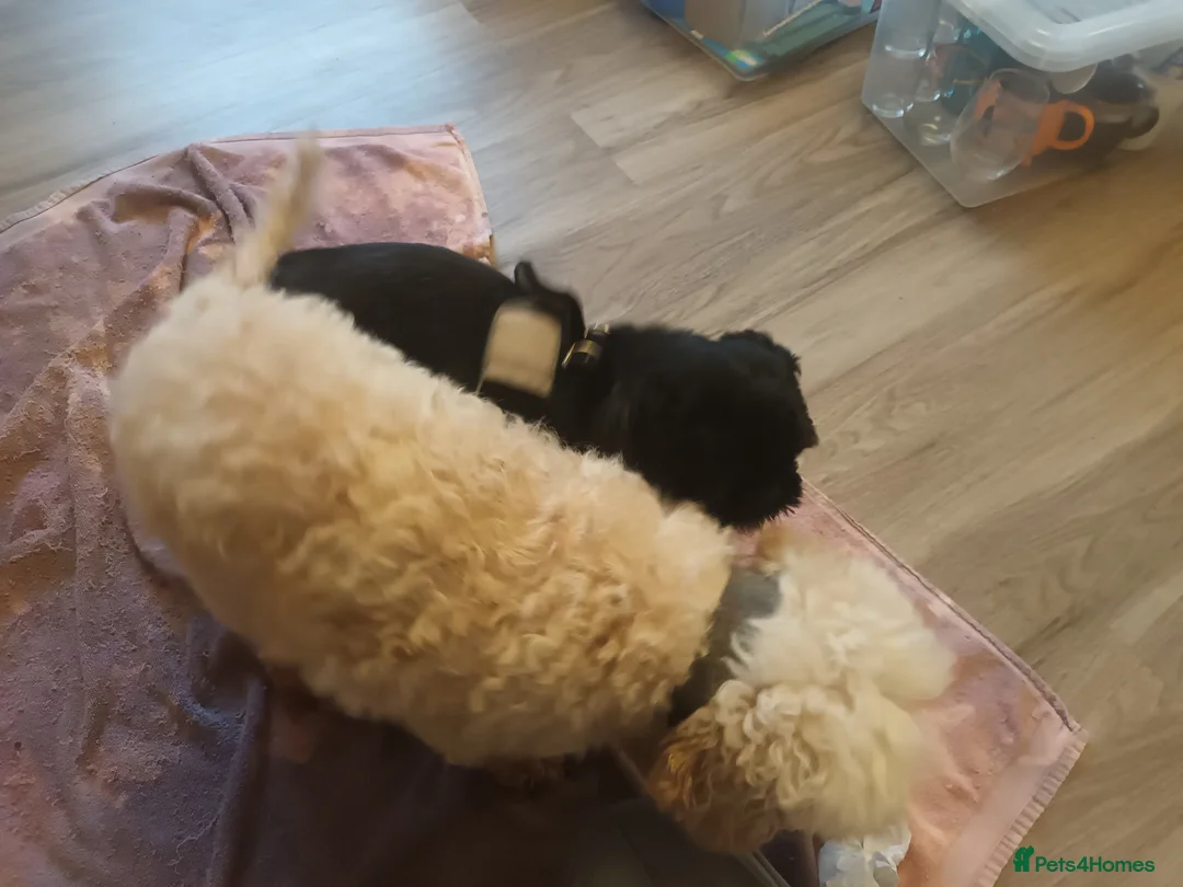 Shih Tzu dogs for stud:  imperial stud proven  - Advert 2