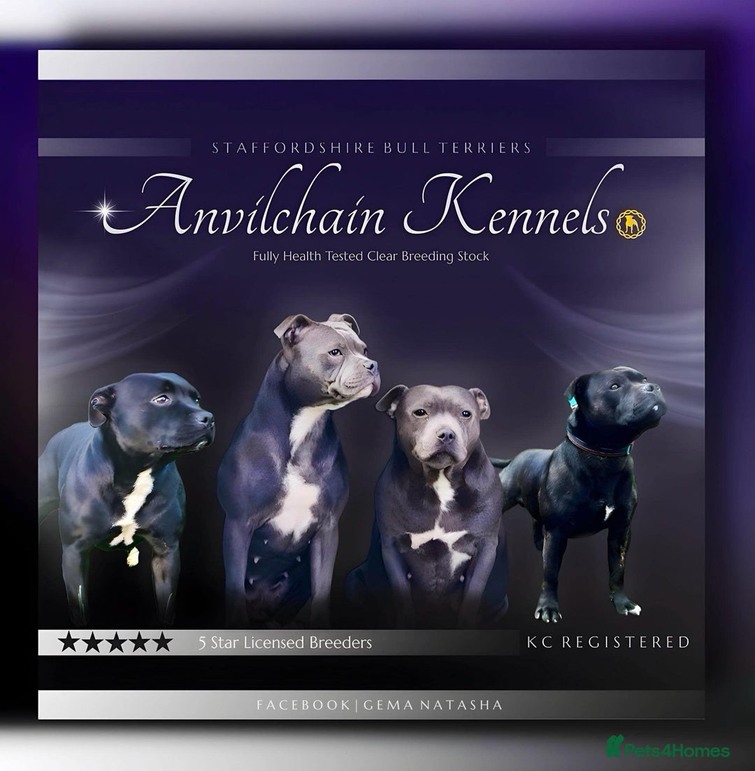 Staffordshire Bull Terrier dogs for sale: CHAMPION bloodlines blue staff pups - Advert 4