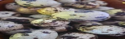 Quail poultry for sale: 🐣 Coturnix & Jumbo Coturnix Quail Hatching Eggs  in Accrington - Advert 1