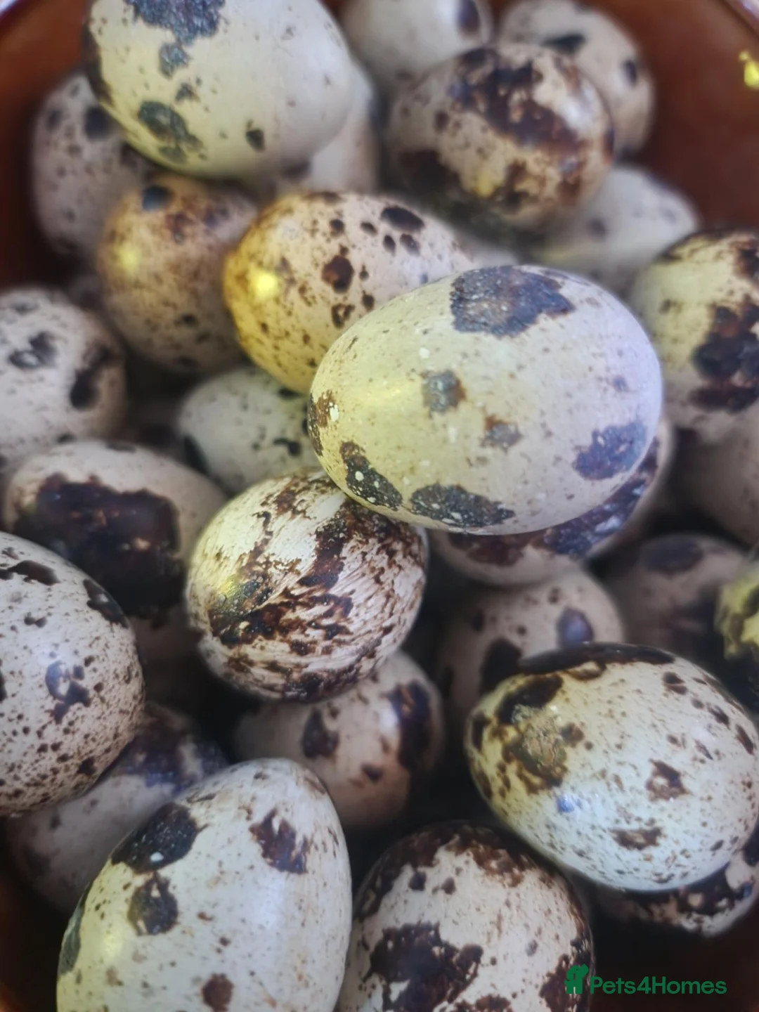 Quail poultry for sale: 🐣 Coturnix & Jumbo Coturnix Quail Hatching Eggs  in Accrington - Advert 1