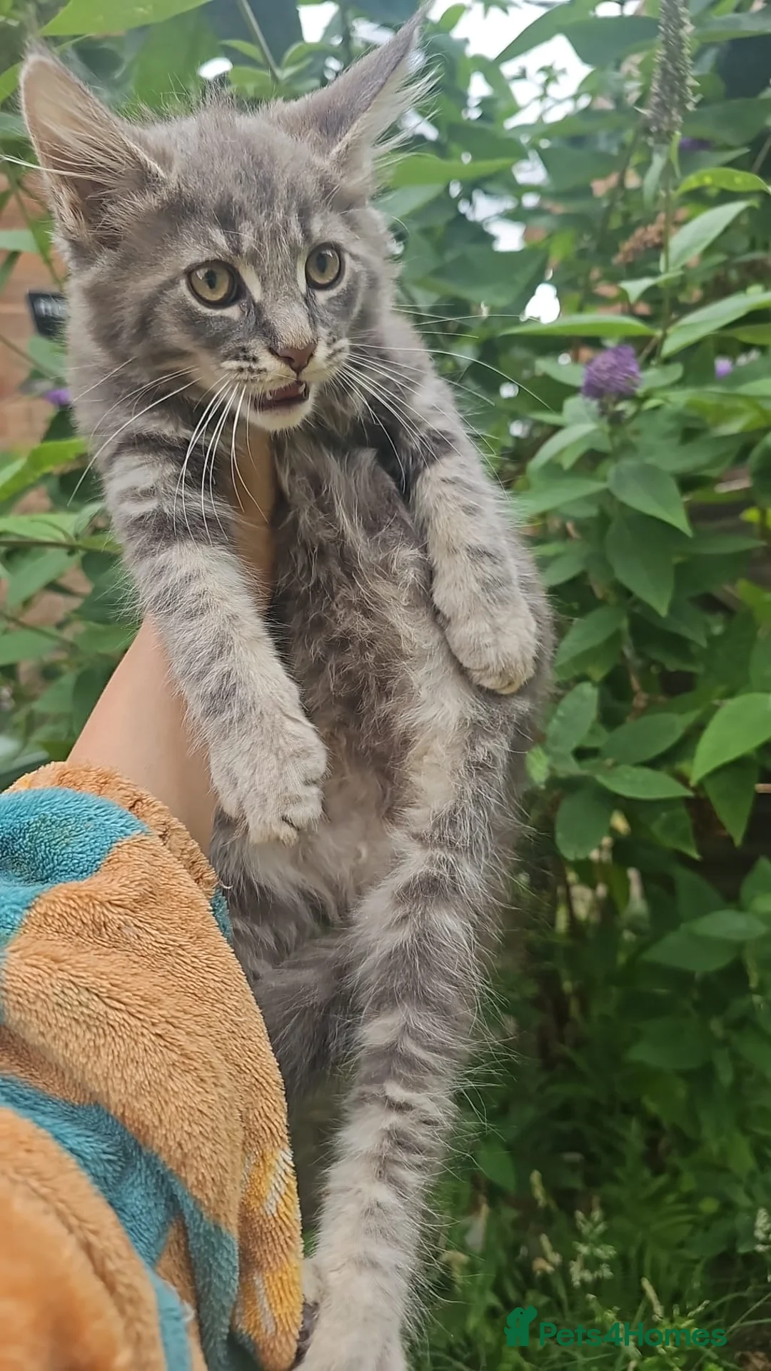 Maine Coon cats for sale: 4 lynx mainecoon kittens ready for forever homes - Advert 16